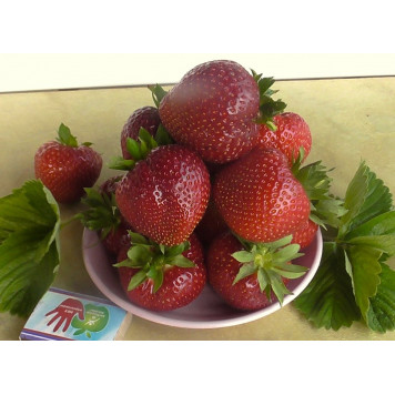 Саджанці полуниці Фейт 1 шт.-2