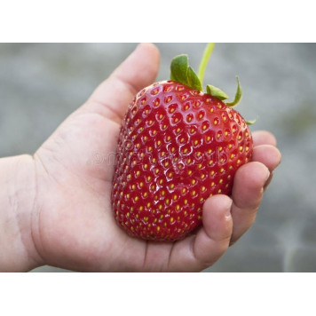 Саджанці полуниці Фейт 1 шт.-1