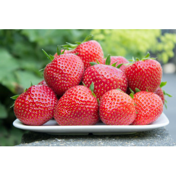 Саджанці полуниці Фейт 1 шт.-3