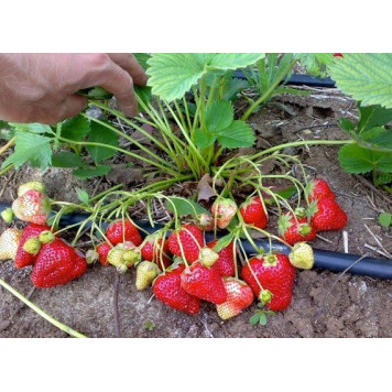 Саджанці полуниці Альба-1