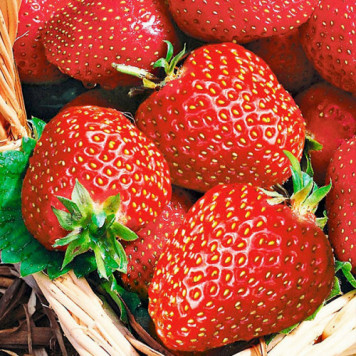 Саджанці полуниці Альба