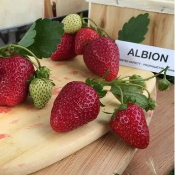 Саджанці полуниці Альбіон 1 шт.-1