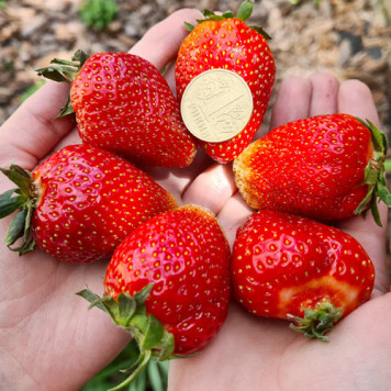 Саджанці полуниці Альбіон 1 шт.-2