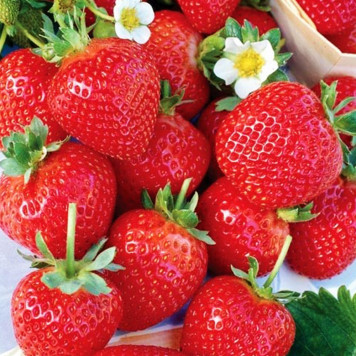 Саджанці полуниці Альбіон 1 шт.