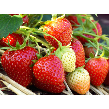 Саджанці полуниці Алегро-2