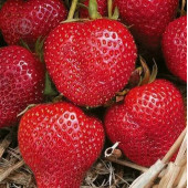 Полуниця Алегро