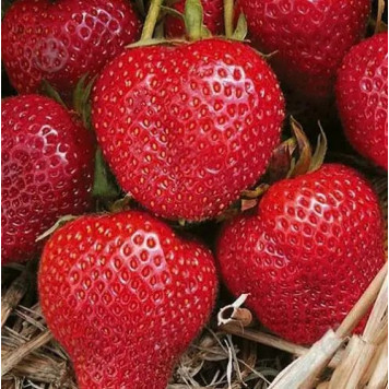 Саджанці полуниці Алегро