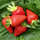 Полуниця Амі