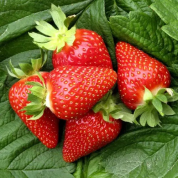 Саджанці полуниці Амі