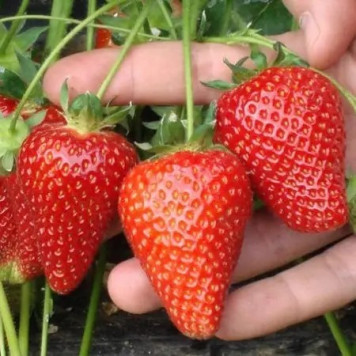 Саджанці полуниці Амі-1