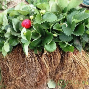 Саджанці полуниці Азія 1 шт.-3