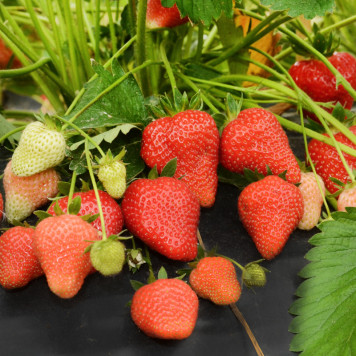 Саджанці полуниці Апріка 1шт.-2