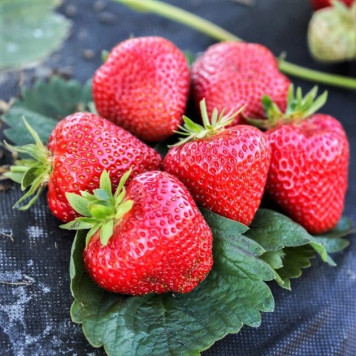 Саджанці полуниці Апріка 1шт.