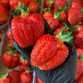 Полуниця Азія 1 шт.