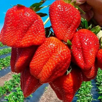 Саджанці полуниці Азія 1 шт.-2