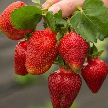 Саджанці полуниці Азія 1 шт.-1