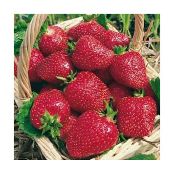 Саджанці полуниці Кабрілло 1 шт.-2