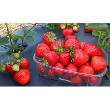 Саджанці полуниці Федеріка 1 шт.-2