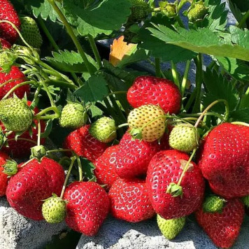 Саджанці полуниці Федеріка 1 шт.-1