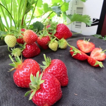 Саджанці полуниці Федеріка 1 шт.-3