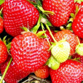 Полуниця Федеріка 1шт.