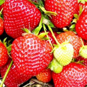 Саджанці полуниці Федеріка 1 шт.