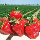 Полуниця Джолі 1 шт.