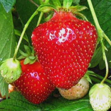 Саджанці полуниці Джолі 1 шт.-2