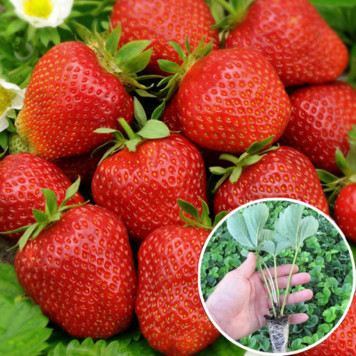 Саджанці полуниці Джолі 1 шт.-1