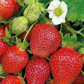 Полуниця Кабрілло 1 шт.