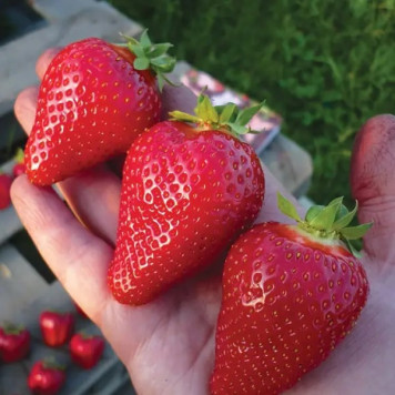 Саджанці полуниці Клері-1