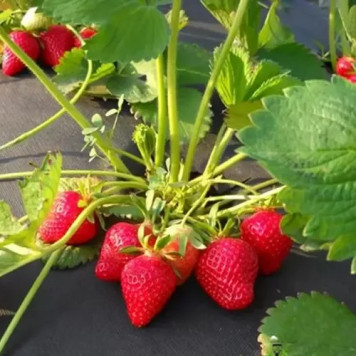 Саджанці полуниці Клері-2