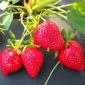 Саджанці полуниці Клері