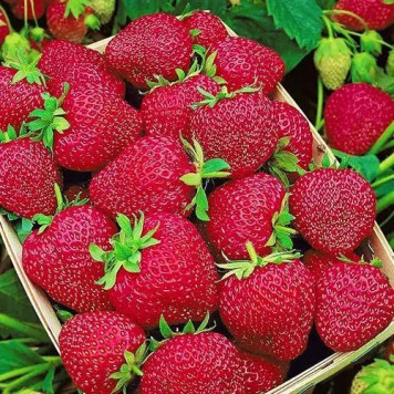 Саджанці полуниці Румба-1