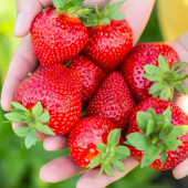 Полуниця Румба