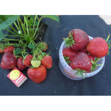 Саджанці полуниці Румба-2