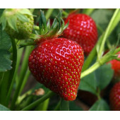 Полуниця Сан Андреас 1 шт.