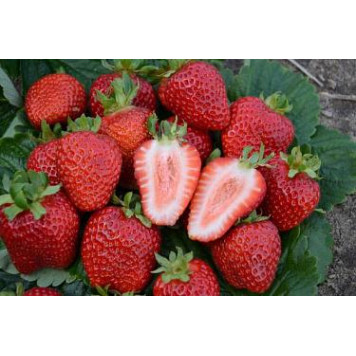 Саджанці полуниці Сан Андреас 1 шт.-2