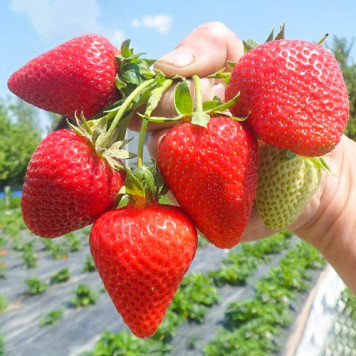 Саджанці полуниці Сан Андреас 1 шт.-1