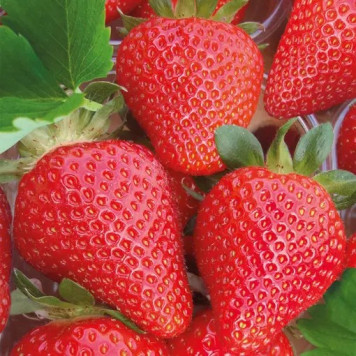 Саджанці полуниці Скала 1 шт.-1