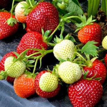 Саджанці полуниці Скала 1 шт.-2