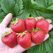 Полуниця Сирія 1 шт.