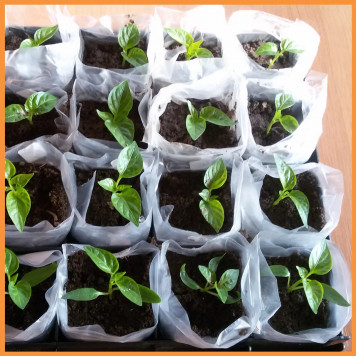 Рулонний рукав (чорний, білий) для розсади в асортименті 500 м.-6