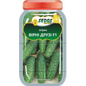 Огірок кущовий "Вірні друзі"