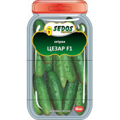 Огірок "Цезар" SEDOS