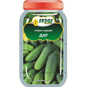 Огірок кущовий "ДАР"