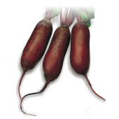 Буряк "Циліндра" 