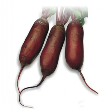 Буряк "Циліндра" 