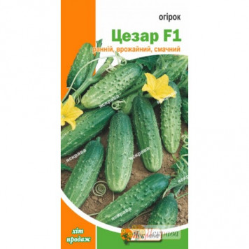 Насіння огірка "Цезар" F1 0.5гр. ЯСКРАВА
