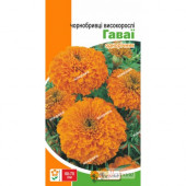 Чорнобривці Гаваї